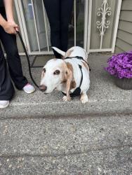 Found/Stray Unknown Dog last seen SW willowbrook and binford lake pkwy, Gresham, OR 97080