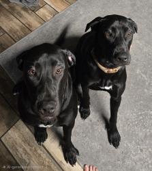 Reunited Male Dog last seen Rector Rd, Friday Rd, Cox Rd., Cocoa, FL 32926