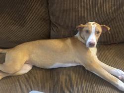 Found/Stray Female Dog last seen Wetmore Beach hse Bar, San Antonio, TX 78247