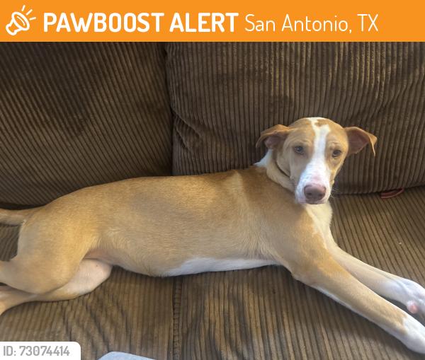 Found/Stray Female Dog last seen Wetmore Beach hse Bar, San Antonio, TX 78247
