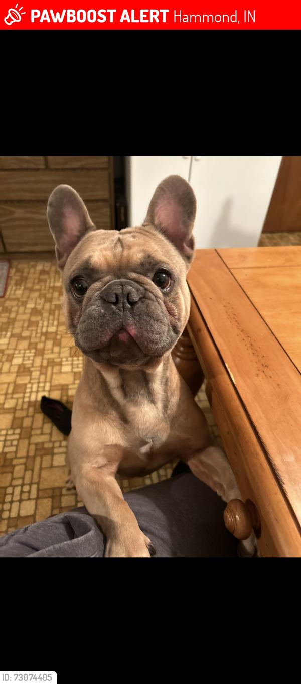 Lost Male Dog last seen Save A Lot by 169th St, Hammond, IN 46323