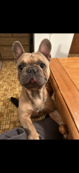 Lost Male Dog last seen Save A Lot by 169th St, Hammond, IN 46323