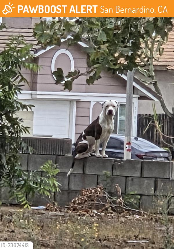Found/Stray Unknown Dog last seen Majestic Ave & San Miguel, San Bernardino, CA 92407