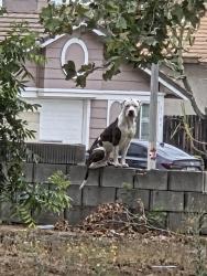 Found/Stray Unknown Dog last seen Majestic Ave & San Miguel, San Bernardino, CA 92407