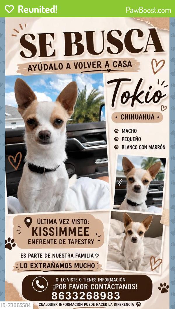 Reunited Male Dog last seen Frente a tapestry , Kissimmee, FL 34741