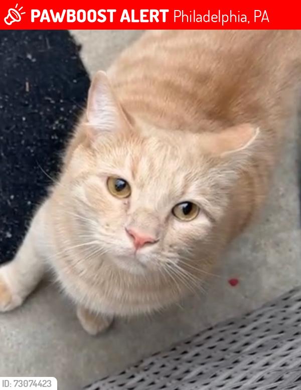 Lost Male Cat last seen Lehigh 9th, Philadelphia, PA 19133