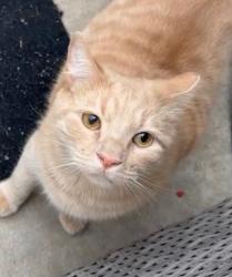 Lost Male Cat last seen Lehigh 9th, Philadelphia, PA 19133
