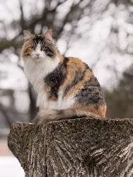 Lost Female Cat last seen Hillier Court and Club Court Wasaga Beach, ON, Wasaga Beach, ON L9Z 1J8