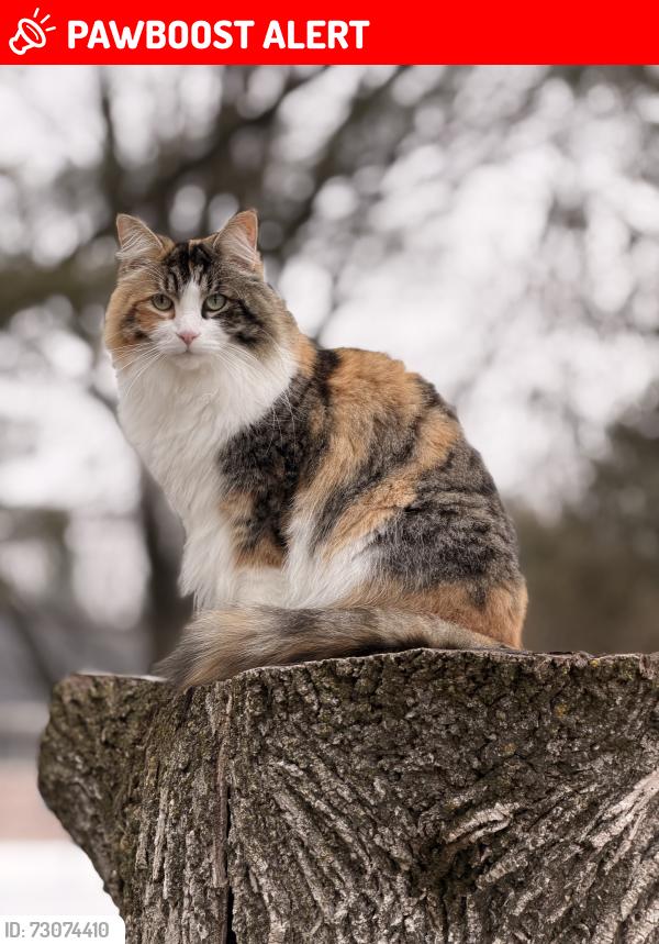 Lost Female Cat last seen Hillier Court and Club Court Wasaga Beach, ON, Wasaga Beach, ON L9Z 1J8