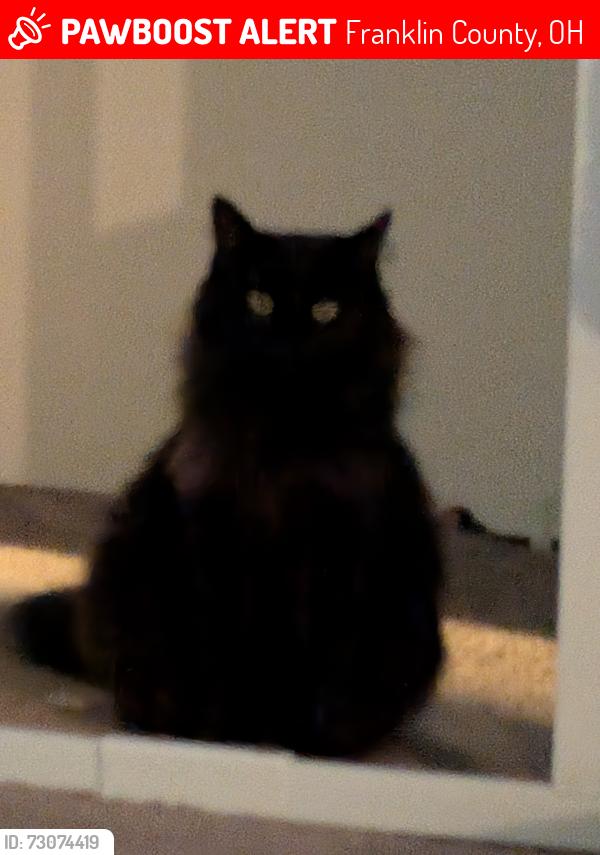 Lost Female Cat last seen Hard Rd near Sawmill, Franklin County, OH 43065