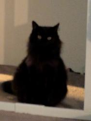 Lost Female Cat last seen Hard Rd near Sawmill, Franklin County, OH 43065