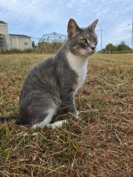 Lost Male Cat last seen Highway 29, Madison County, GA 30646