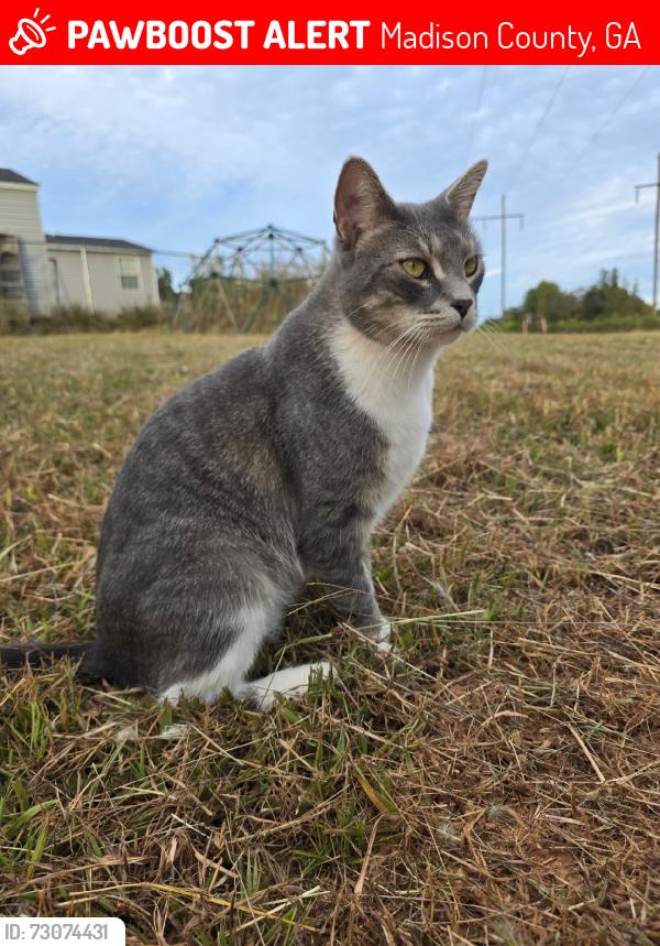 Lost Male Cat last seen Highway 29, Madison County, GA 30646