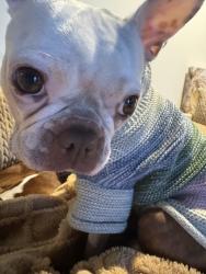 Lost Female Dog last seen Monterey Park, Monterey Park, CA 91755