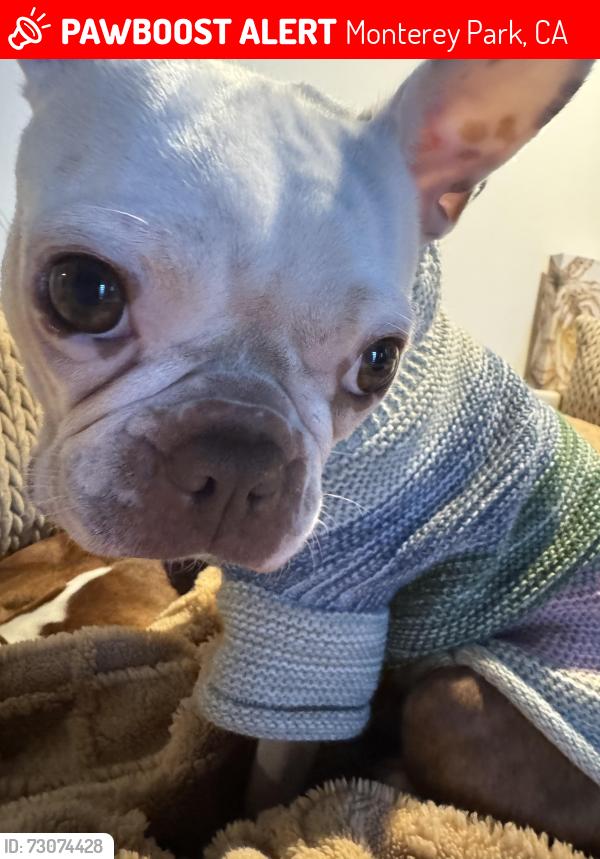 Lost Female Dog last seen Monterey Park, Monterey Park, CA 91755