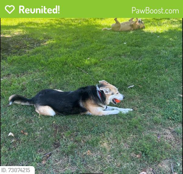 Reunited Female Dog last seen Northwood Drive, Concord, CA 94520