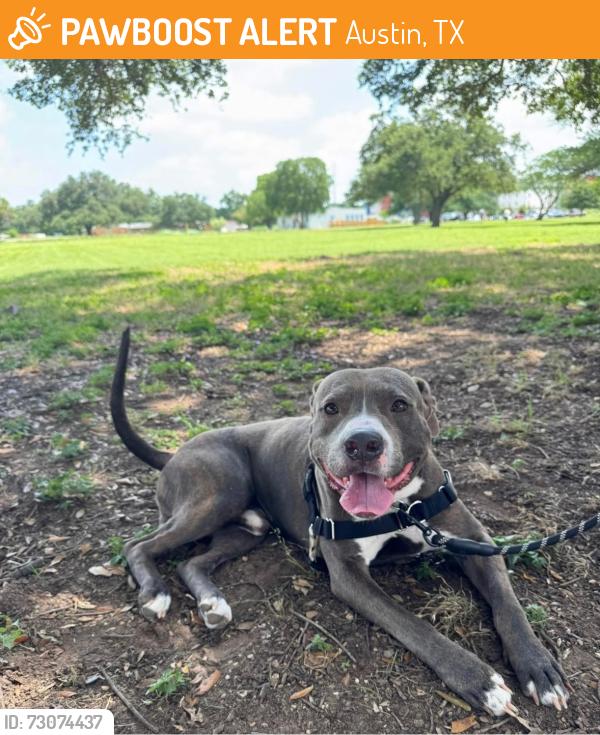 Found/Stray Male Dog last seen Near E Martin Luther King Jr Blvd Ste 150, Austin, TX 78702, Austin, TX 78702