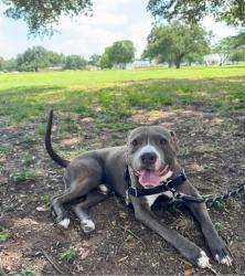 Found/Stray Male Dog last seen Near E Martin Luther King Jr Blvd Ste 150, Austin, TX 78702, Austin, TX 78702