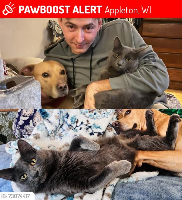 Lost Male Cat last seen Harbor hse, peirce park, Appleton, WI 54914
