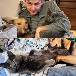 Lost Male Cat last seen Harbor hse, peirce park, Appleton, WI 54914
