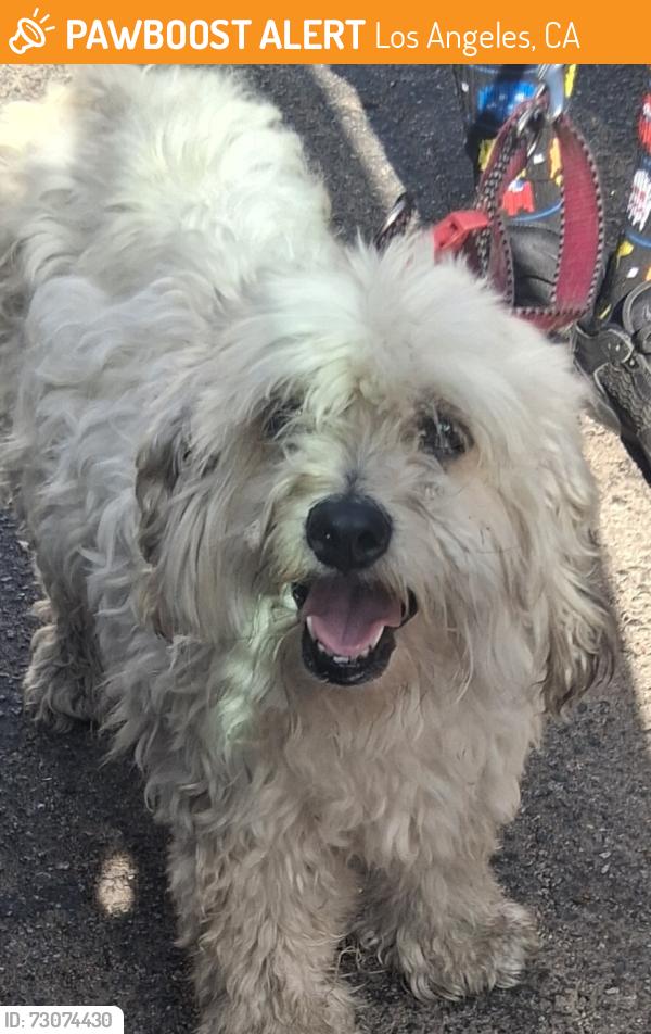 Found/Stray Female Dog last seen Winnetka and Roscoe blvd., Los Angeles, CA 91306