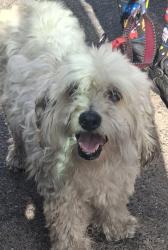 Found/Stray Female Dog last seen Winnetka and Roscoe blvd., Los Angeles, CA 91306