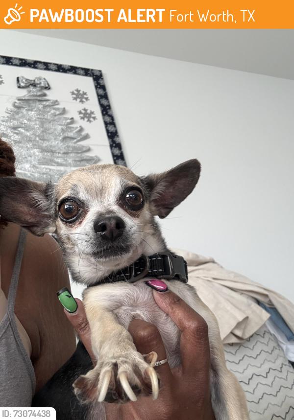 Found/Stray Male Dog last seen Questa st, Fort Worth, TX 76104