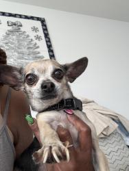 Found/Stray Male Dog last seen Questa st, Fort Worth, TX 76104