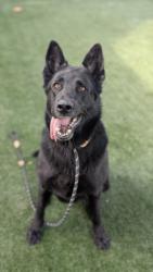 Shelter Stray Female Dog last seen , West Valley Animal Shelter, 20655 Plummer St, Chatsworth, CA 91311, USA