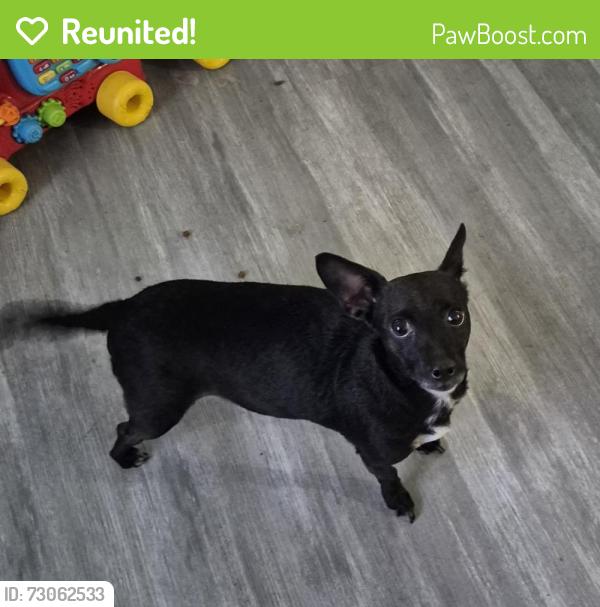 Reunited Female Dog last seen Highway 16, Tacoma, WA 98409