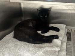 Shelter Stray Female Cat last seen , West Valley Animal Shelter, 20655 Plummer St, Chatsworth, CA 91311, USA