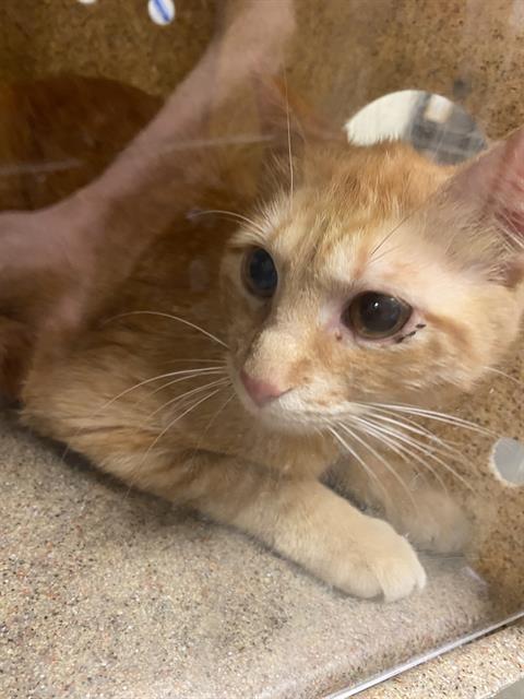 Shelter Stray Male Cat last seen Near BLOCK S 4000 W, WEST VALLEY CITY UT 84120, 4522 W 3500 S, West Valley City, UT 84120, USA
