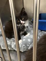 Shelter Stray Male Cat last seen Near BLOCK S ALDERWOOD CT, WEST VALLEY CITY UT 84120, 4522 W 3500 S, West Valley City, UT 84120, USA