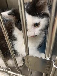 Shelter Stray Male Cat last seen Near BLOCK S ALDERWOOD CT, WEST VALLEY CITY UT 84120, 4522 W 3500 S, West Valley City, UT 84120, USA