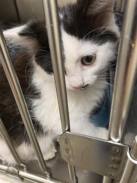 Shelter Stray Male Cat last seen Near BLOCK S ALDERWOOD CT, WEST VALLEY CITY UT 84120, 4522 W 3500 S, West Valley City, UT 84120, USA