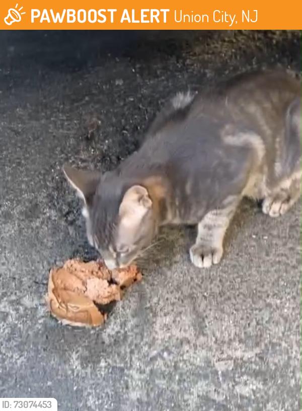 Found/Stray Male Cat last seen Near summit and bergenline, Union City, NJ 07087