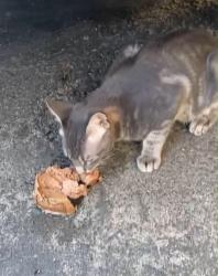 Found/Stray Male Cat last seen Near summit and bergenline, Union City, NJ 07087
