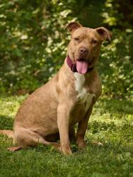 Shelter Stray Female Dog last seen CHARLOTTE, 8315 Byrum Dr, Charlotte, NC 28217, USA