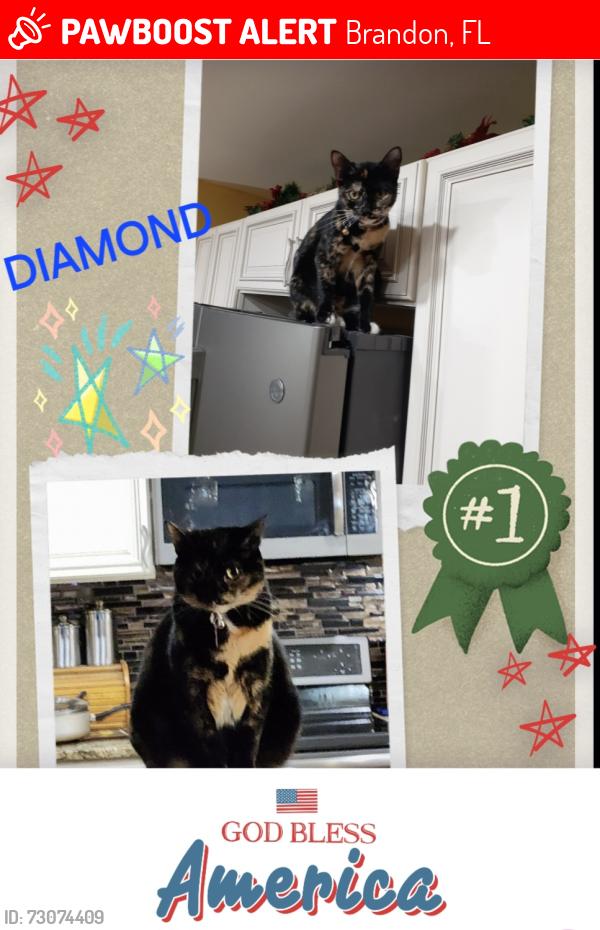 Lost Female Cat last seen BIG OAK CT & COUNTRYSIDE NEAR BLOOMINGDALE AVE, Brandon, FL 33511