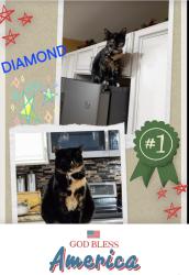 Lost Female Cat last seen BIG OAK CT & COUNTRYSIDE NEAR BLOOMINGDALE AVE, Brandon, FL 33511