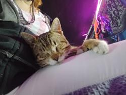 Lost Male Cat last seen hwy 99- just down road from baby zacks smoke shop- towards federal way ... across street from glacier storage- fife... next to star/ice & fuels (all of which are on hwy 99- coming out of federalway heading towards fife)..., Tacoma, WA 98422
