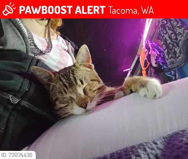 Lost Male Cat last seen hwy 99- just down road from baby zacks smoke shop- towards federal way ... across street from glacier storage- fife... next to star/ice & fuels (all of which are on hwy 99- coming out of federalway heading towards fife)..., Tacoma, WA 98422