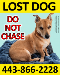 Reunited Male Dog last seen Parallel Path and Laurel Valley Garth (woods), Abingdon, MD 21009
