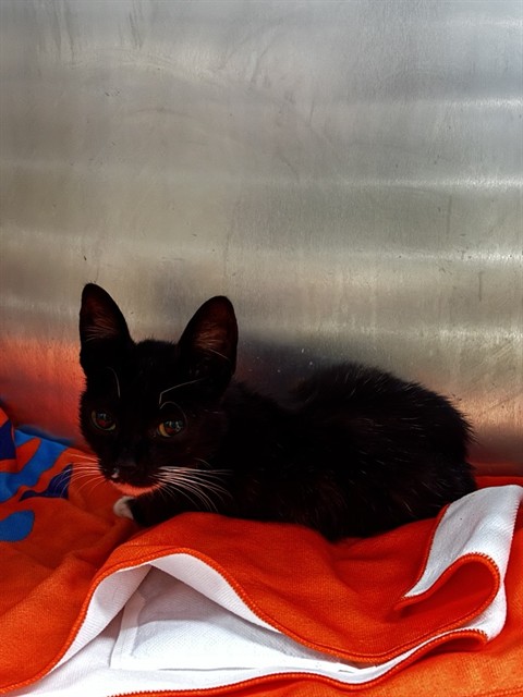 Shelter Stray Female Cat last seen HER APT PARKING LOT, 1590 Fortmann Way, Alameda, CA 94501, USA