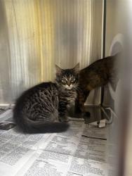 Shelter Stray Female Cat last seen ALAMEDA CITY COLLEGE/ IN BOX, 1590 Fortmann Way, Alameda, CA 94501, USA