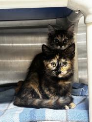 Shelter Stray Female Cat last seen ALAMEDA CITY COLLEGE/ IN BOX, 1590 Fortmann Way, Alameda, CA 94501, USA