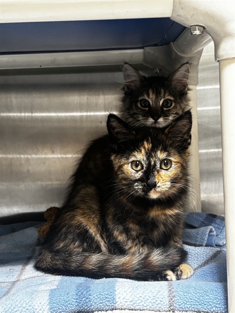 Shelter Stray Female Cat last seen ALAMEDA CITY COLLEGE/ IN BOX, 1590 Fortmann Way, Alameda, CA 94501, USA