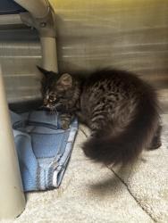Shelter Stray Female Cat last seen ALAMEDA CITY COLLEGE/ IN BOX, 1590 Fortmann Way, Alameda, CA 94501, USA