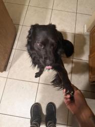 Lost Male Dog last seen Near Avenue H2 where the fair ground are, Lancaster, CA 93534