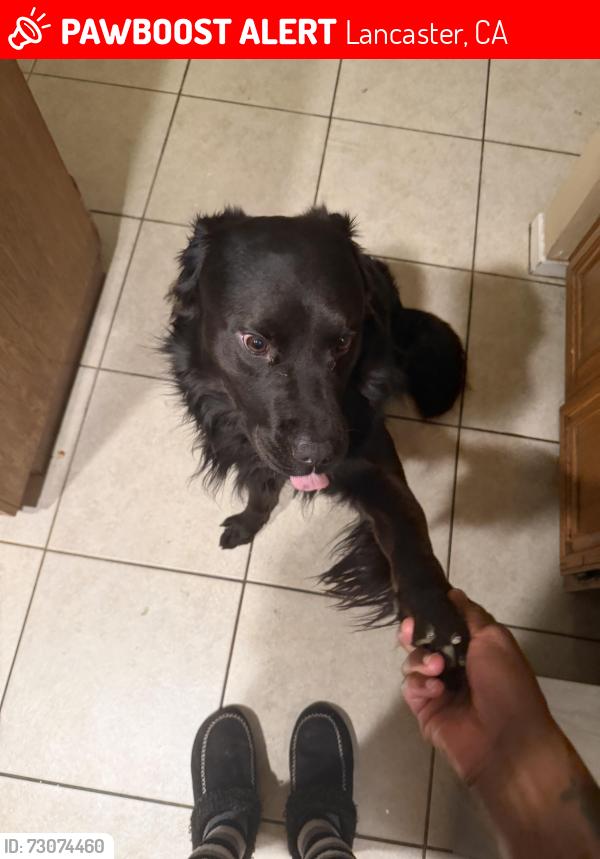 Lost Male Dog last seen Near Avenue H2 where the fair ground are, Lancaster, CA 93534